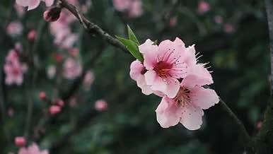 桃花春天植物粉色视频的预览图